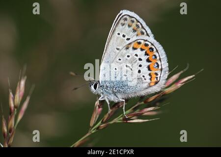 Plebejus argus, connu sous le nom de Bleu argenté, papillon de Finlande Banque D'Images