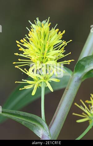 Lysimachia thyrsiflora, connue sous le nom de roestrife touffeté, plante sauvage de Finlande Banque D'Images