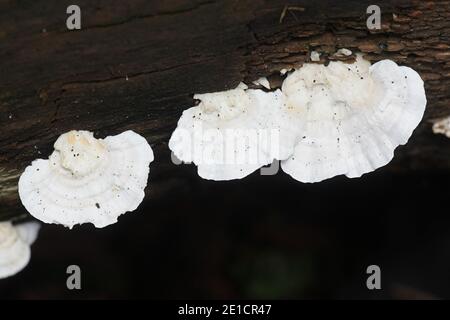 Trametes velutina, également appelé Trametes pubescens var. Velutina, un champignon de la Finlande sans nom anglais commun Banque D'Images