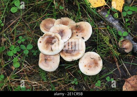 Hebeloma mesophaeum, connu comme poisonpie voilées ou empoisonner pie, de la Finlande aux champignons sauvages Banque D'Images