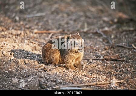 Hyrax (Procavia capensis) 11209 Banque D'Images