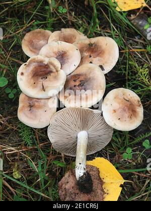 Hebeloma mesophaeum, connu comme poisonpie voilées ou empoisonner pie, de la Finlande aux champignons sauvages Banque D'Images