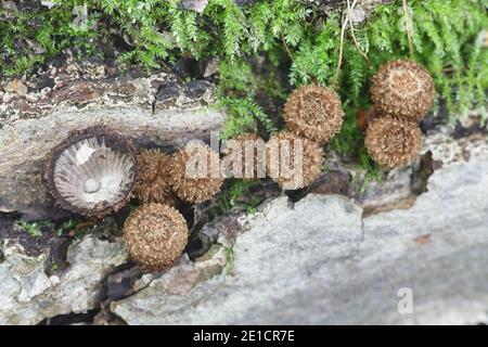 Cyathus striatus, connu sous le nom de nid d'oiseau à cannelures champignon ou splash cup, les champignons de la Finlande Banque D'Images