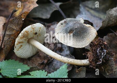 Lepiota grangei, connue sous le nom de Dapperling vert, champignon sauvage de Finlande Banque D'Images