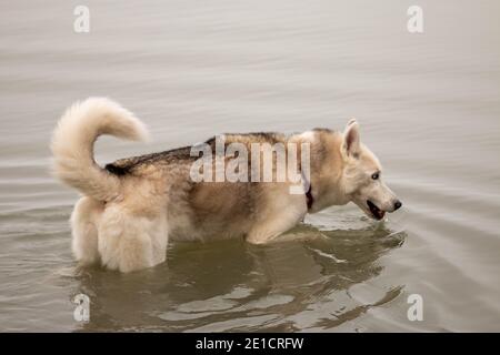 husky sibérien nageant dans une journée canadienne froide Banque D'Images