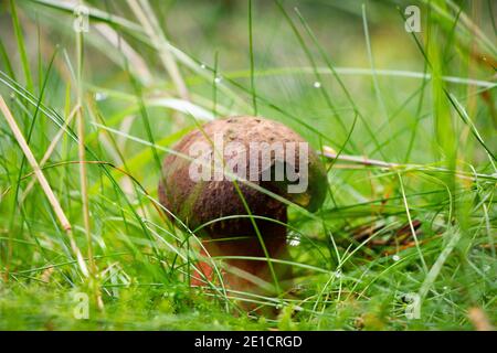 Espèce très rare de champignon boléte - Boletus aereus. Caché dans l'herbe humide. Le bronze fait mal à une prairie dans une forêt d'épinette sombre. MUS comestibles et juteux Banque D'Images