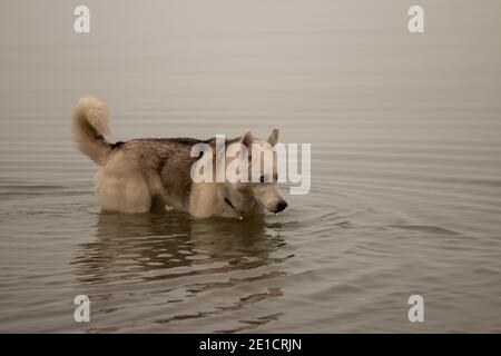 husky sibérien nageant dans une journée canadienne froide Banque D'Images