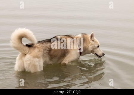 husky sibérien nageant dans une journée canadienne froide Banque D'Images