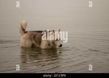 husky sibérien nageant dans une journée canadienne froide Banque D'Images