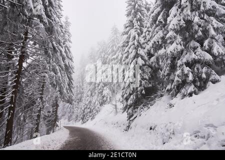 Route vide en paysage d'hiver entourée de sapins enneigés dans la Forêt Noire, Allemagne Banque D'Images