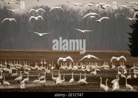 Des milliers de cygnes de toundra, Cygnus columbianus, en migration Banque D'Images