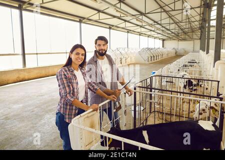 Couple de fermiers heureux vérifiant sur les veaux dans la grande grange sur ferme d'élevage en campagne Banque D'Images