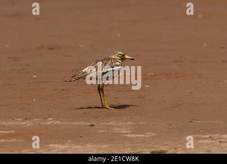 Genou épais eurasien (Burhinus oedicnemus saharae) adulte sur des bancs de sable au Maroc Mai Banque D'Images