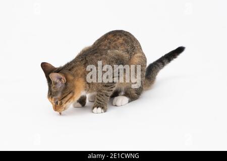 Au cours de la recherche, le chat a attrapé une odeur qui l'intéressait beaucoup et s'est arrêté pour l'examiner complètement. Banque D'Images