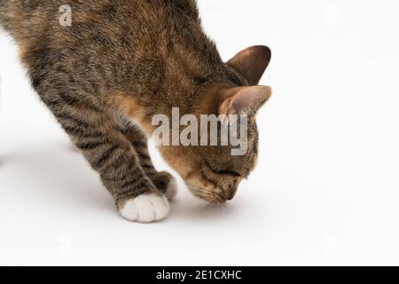 Au cours de la recherche, le chat a attrapé une odeur qui l'intéressait beaucoup et s'est arrêté pour l'examiner complètement. Banque D'Images