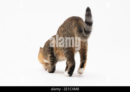 Au cours de la recherche, le chat a attrapé une odeur qui l'intéressait beaucoup et s'est arrêté pour l'examiner complètement. Banque D'Images