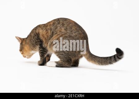 Au cours de la recherche, le chat a attrapé une odeur qui l'intéressait beaucoup et s'est arrêté pour l'examiner complètement. Banque D'Images