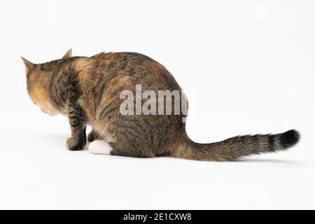 Au cours de la recherche, le chat a attrapé une odeur qui l'intéressait beaucoup et s'est arrêté pour l'examiner complètement. Banque D'Images