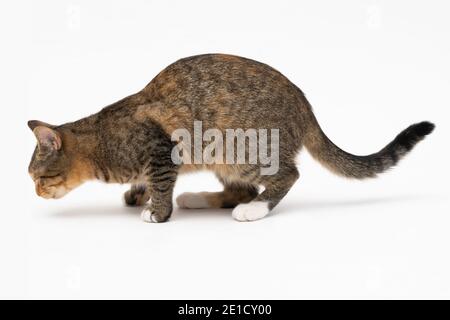 Au cours de la recherche, le chat a attrapé une odeur qui l'intéressait beaucoup et s'est arrêté pour l'examiner complètement. Banque D'Images