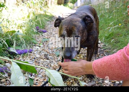 Propriétaire donnant à son chien un peu d'eau lors d'une promenade pendant une journée chaude Banque D'Images