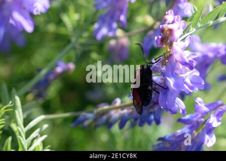 Nectar de collecte six-Spot Burnett de fleurs pourpre Banque D'Images