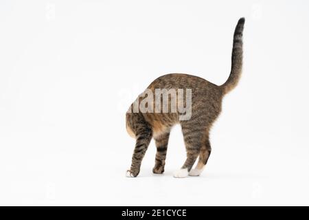 Au cours de la recherche, le chat a attrapé une odeur qui l'intéressait beaucoup et s'est arrêté pour l'examiner complètement. Banque D'Images