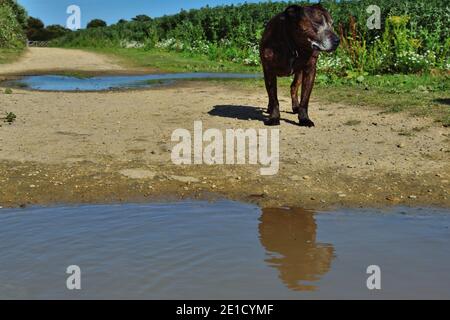 Chien debout sur un chemin à côté d'une Puddle parmi Végétation luxuriante Banque D'Images