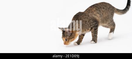 Au cours de la recherche, le chat a attrapé une odeur qui l'intéressait beaucoup et s'est arrêté pour l'examiner complètement. Vue panoramique. Banque D'Images