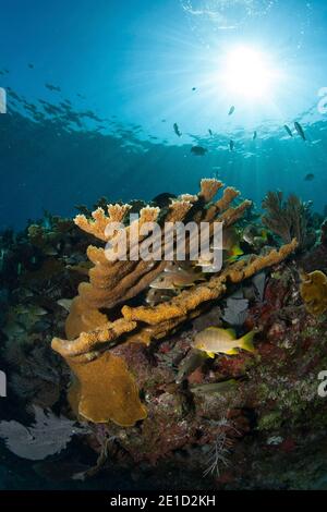 Elkhorn coralà‚(Acropora palmata), Key Largo, Floride, Etats-Unis Banque D'Images