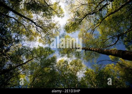 Un ciel bleu aux nuages blancs et moelleux s'affiche au-dessus de la voûte plantée de bouleau illuminée par le soleil ; des couronnes vertes et fraîches au-dessus des grands arbres élancés. Banque D'Images