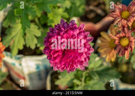 Fleur unique Dahlia rose pétales de fleur Banque D'Images