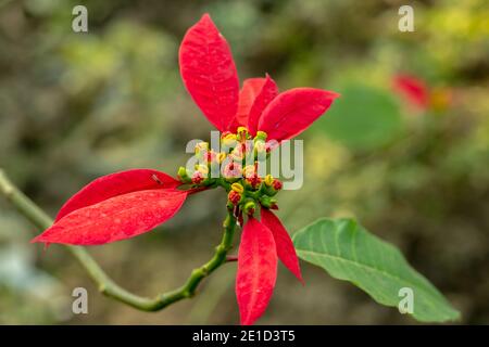 Fleur de Noël ou Euphorbia pulcherrima Willd de la famille Euphorbiaceae Banque D'Images