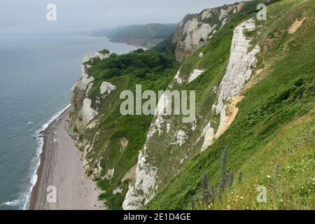 Le brillant de Viper, Echium vulgare, pousse sur la falaise en haut La falaise sous Beer Head sur la côte jurasique à l' Devon sur un été brumeux d Banque D'Images