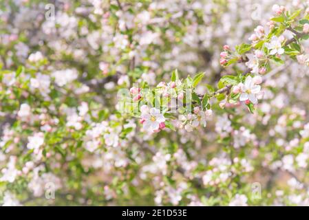 Fleurs de pommier rose pastel au printemps à Naramata Banque D'Images