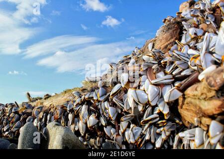 Barnacles d'oie, ou barnacles de col de cygne, sur un morceau de bois flotté Qui s'est lavé sur une plage de Cornwall Banque D'Images