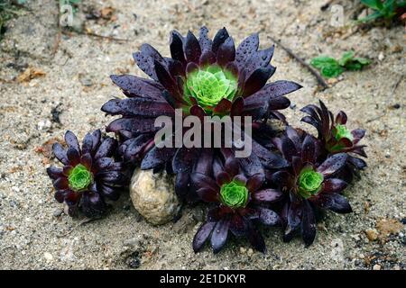 aeonium Black Magic,evergreen,succulent,violet foncé,très foncé,rosette,rosettes,feuillage,feuilles,succulentes,succulentes,fleurs RM Banque D'Images