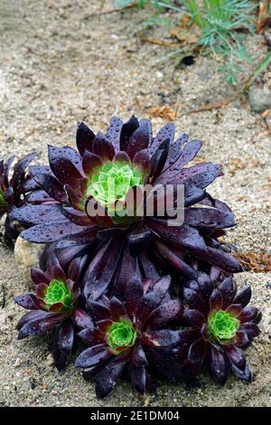 aeonium Black Magic,evergreen,succulent,violet foncé,très foncé,rosette,rosettes,feuillage,feuilles,succulentes,succulentes,fleurs RM Banque D'Images