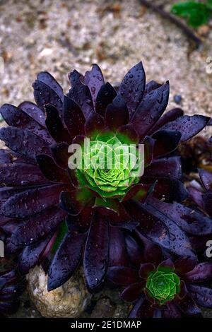 aeonium Black Magic,evergreen,succulent,violet foncé,très foncé,rosette,rosettes,feuillage,feuilles,succulentes,succulentes,fleurs RM Banque D'Images