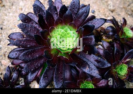 aeonium Black Magic,evergreen,succulent,violet foncé,très foncé,rosette,rosettes,feuillage,feuilles,succulentes,succulentes,fleurs RM Banque D'Images