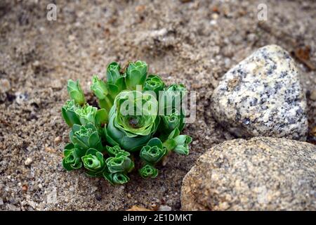 aeonium diplocyla montagne rose,feuilles vert menthe,feuilles charnues,rosette,succulentes,succulentes,RM Floral Banque D'Images