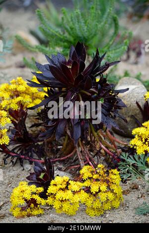 tige de fleur jaune de grenade d'aeonium,fleurs jaunes,fleur d'aeonium,florale succulente,evergreen,succulente,sombre,noir,bordeaux,rosette,rosettes, Banque D'Images