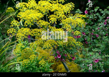 Anisodontea capensis el rayo,malow africain El Rayo,Anisodontea El Rayo,fenouil géant,Ferula Communis,jaune Umbellifer,fleurs roses et jaunes,fleuris Banque D'Images