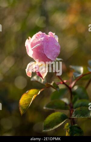 Rosa (rose) 'The généreux Gardener', portrait naturel de plante à fleurs Banque D'Images