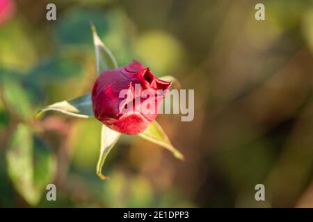 Rosa “Young Lycidas” (Austivant), portrait de fleur naturel Banque D'Images