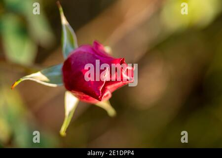 Rosa “Young Lycidas” (Austivant), portrait de fleur naturel Banque D'Images