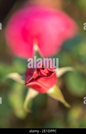 Rosa “Young Lycidas” (Austivant), portrait de fleur naturel Banque D'Images