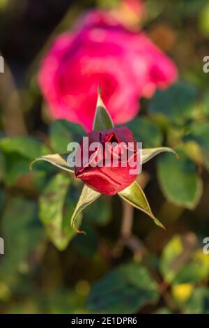 Rosa “Young Lycidas” (Austivant), portrait de fleur naturel Banque D'Images