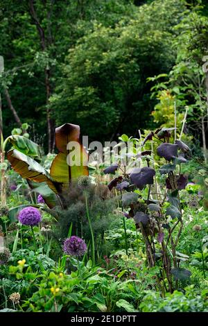 Ensete ventricosum Maurelii,Allium,allium pourpre sensation,senecio cristobalensis,Roldana petasitis,Red leaved Velvet Senecio,pourpre feuille,feuilles,folia Banque D'Images