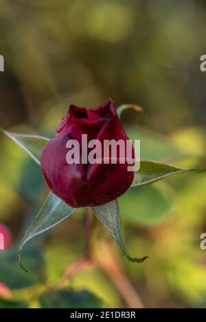 Rosa “Young Lycidas” (Austivant), portrait de fleur naturel Banque D'Images