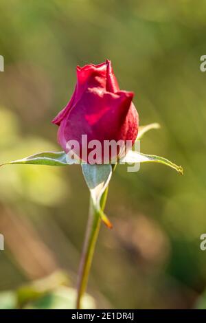 Rosa “Young Lycidas” (Austivant), portrait de fleur naturel Banque D'Images